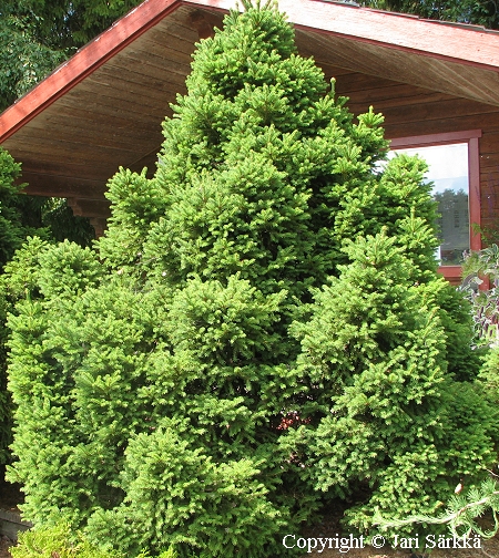 Pallokuusi, Picea abies 'Ohlendorffii'